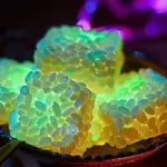 Glow in the Dark Rice